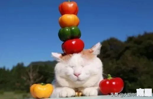 海外猫咪最新地域网名是啥？了解流行趋势与社区互动的有趣现象与背后的文化意义